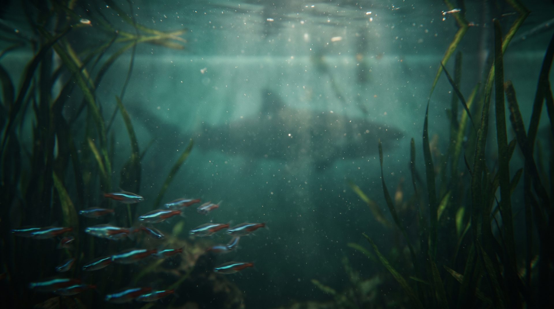 The shadow of a large fish passing over a scattering school